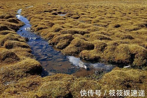 碗口|黄河源头只有碗口大，为啥还禁止人靠近专家会很危险