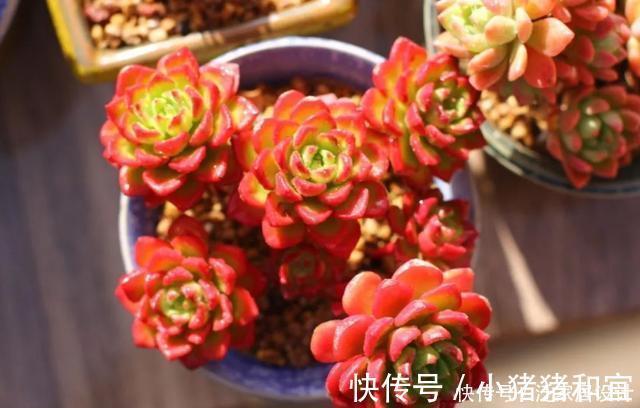 老桩|养多肉,做到“3控、1多、1勤”美艳多汁,胖成肉球