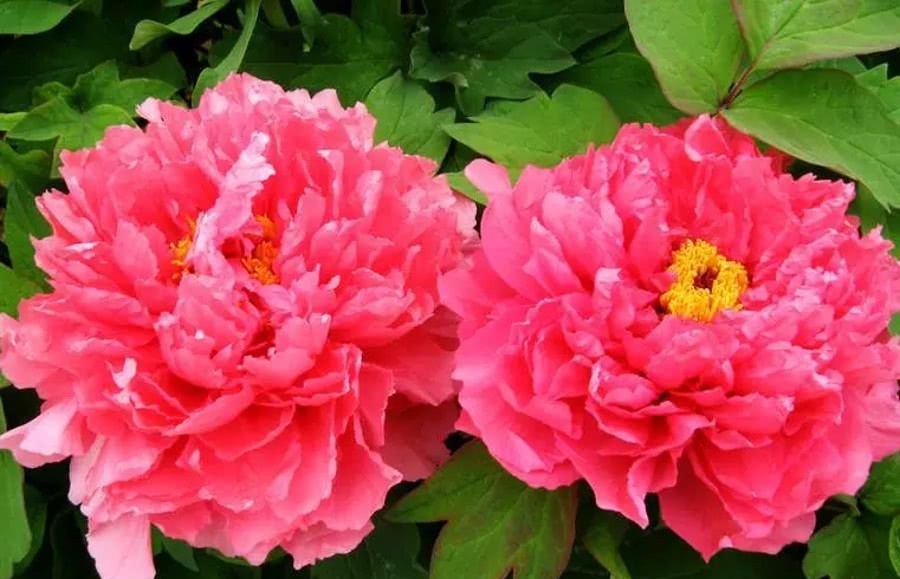 武则天|临夏牡丹与杨贵妃和武则天有关?