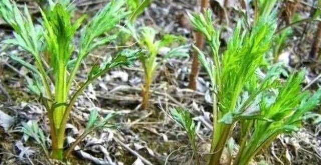 硒蒿|乡下河边的一种野草不懂的人认为这是杂草事实上,这是国宴独有的