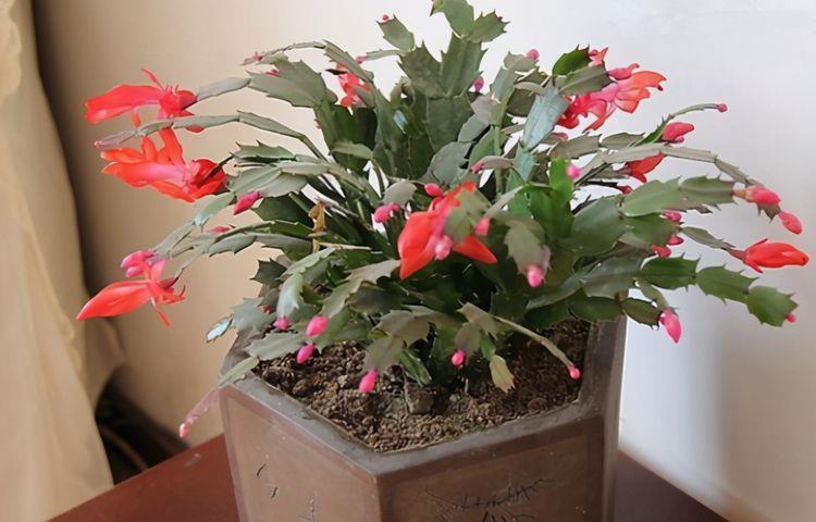 温度|5种花温度高要遮阴，少浇水，不然过了夏天就只剩盆了