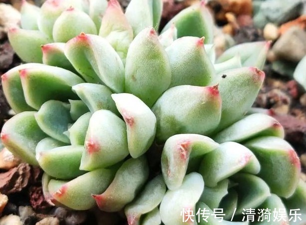多肉|多肉长势差给它喂上“大补肥”,叶片肥又嫩,爆盆不难
