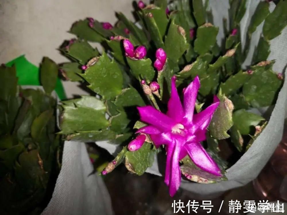 叶子|养护蟹爪兰,要注意8个要点,才能开出仙气飘飘花