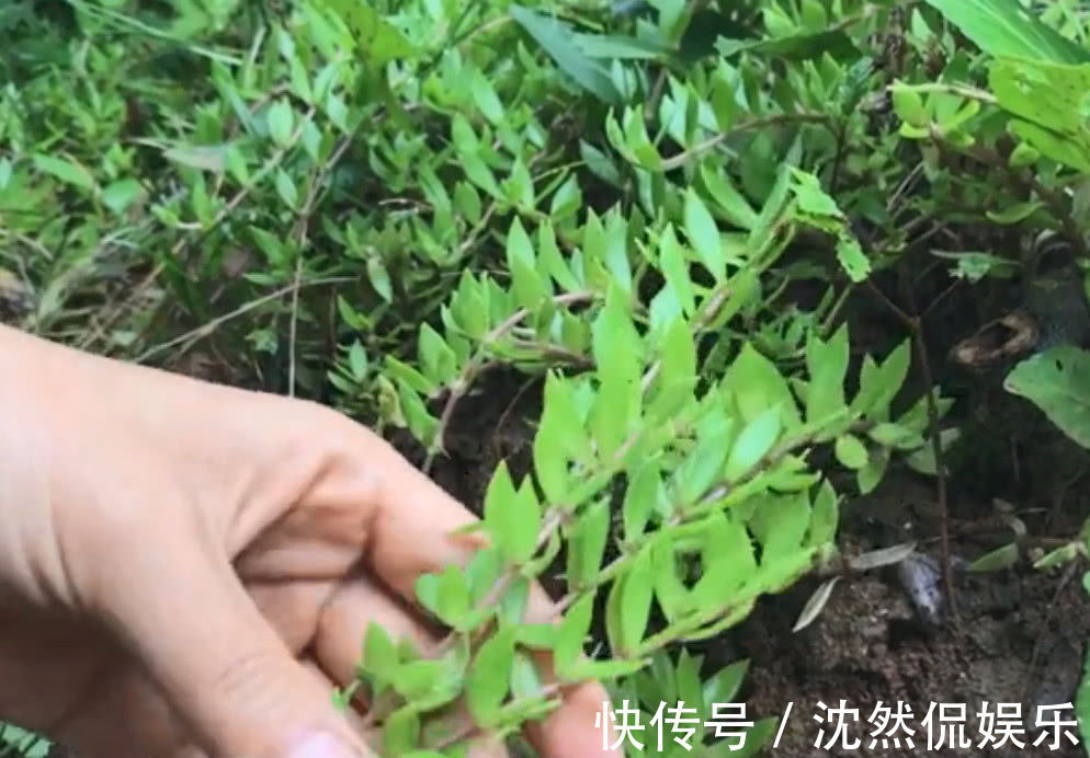 石头菜|农村路边长了一大片石头菜,大姐采一筐回家做包子,吃着比肉还鲜