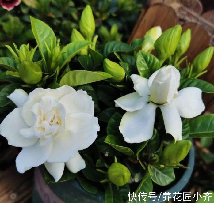 秋季|如果想要栀子花明年开花，秋季做好“5不1对”，春季花开满枝头