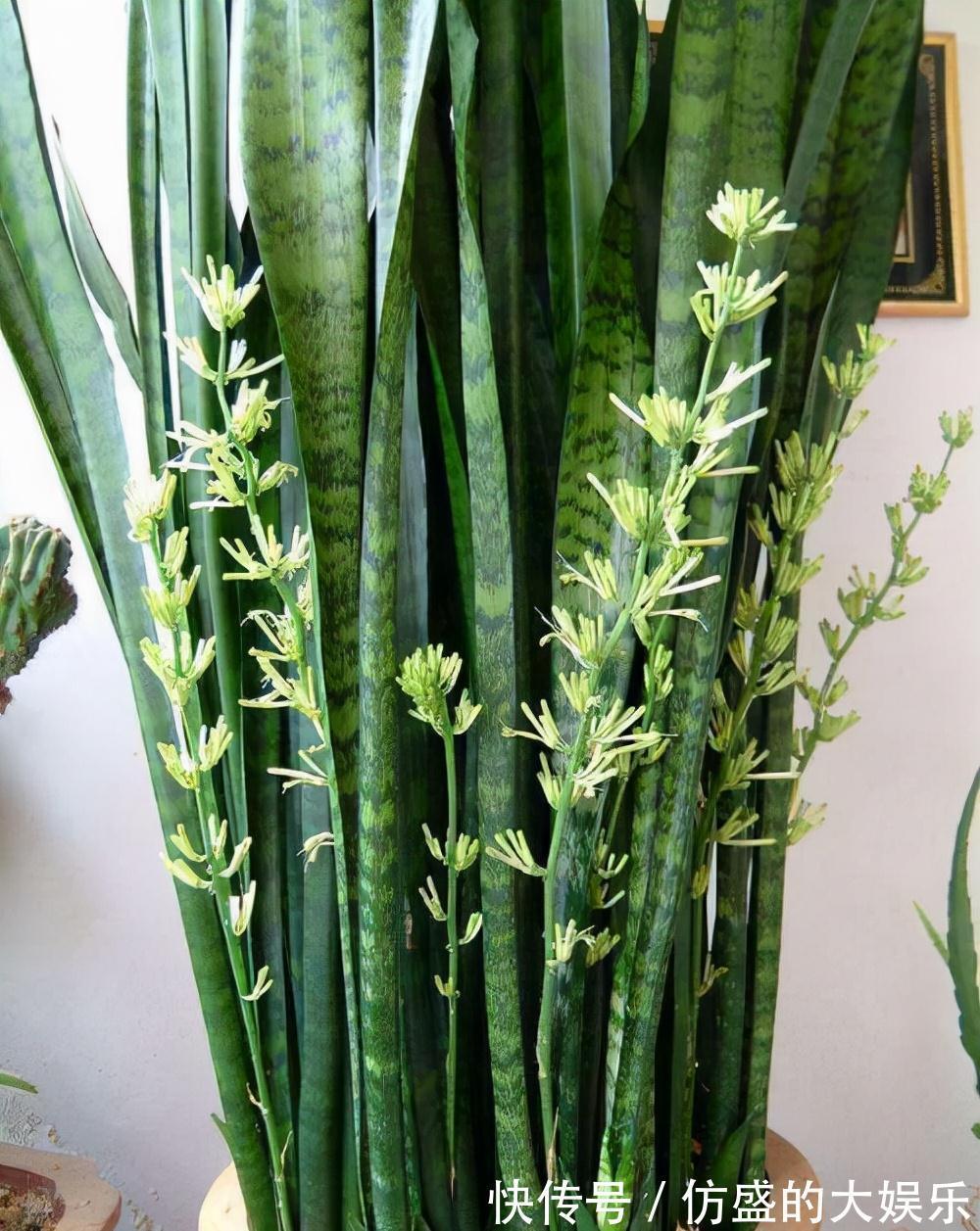 8种“吉利花”,要用“穷养法”,小盆养老桩,富贵又旺家