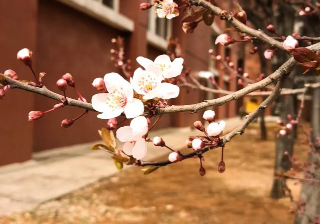 带你走进山东大学，在那里学习是什么样的体验