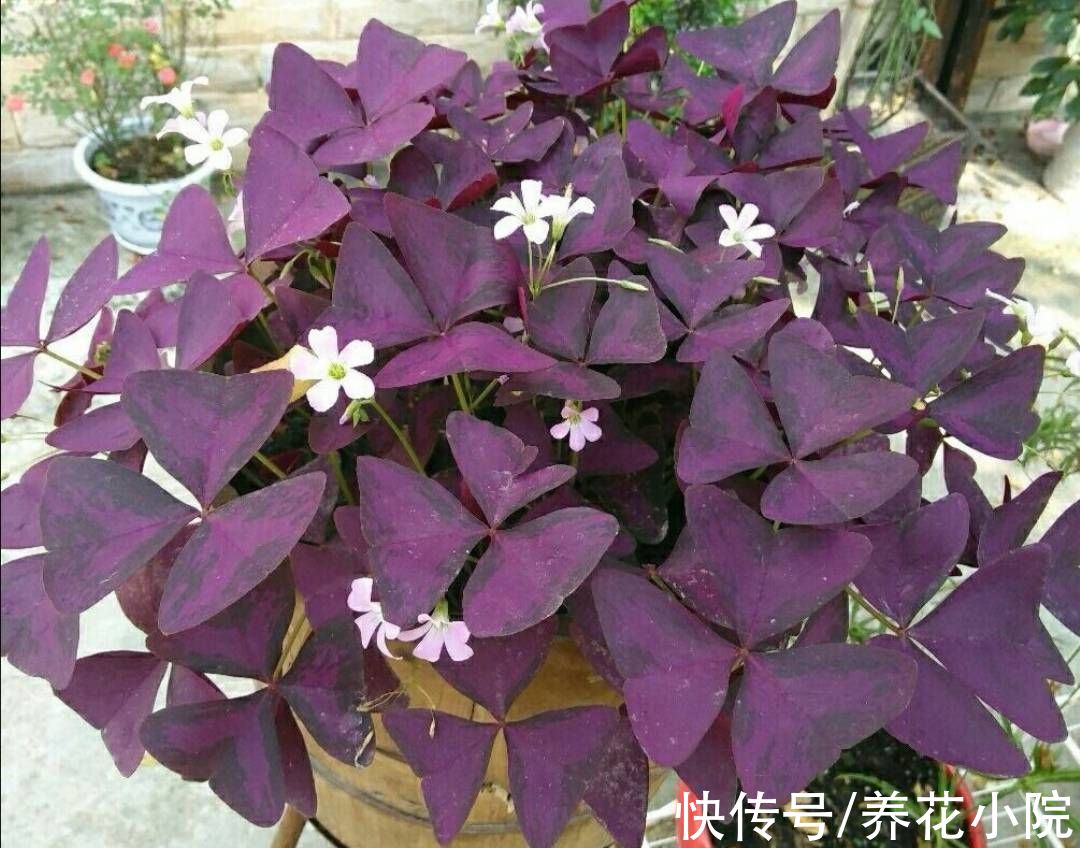 肾形草|3种花，好养又漂亮，叶子比花还美