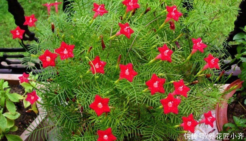 枝条|5种可以四季开花的植物,开花很美,花量很大,单朵花却只开一天