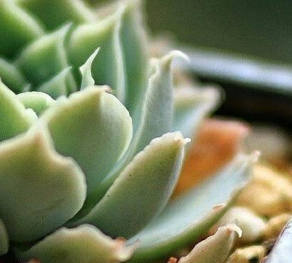 多肉枯叶别乱摘，弄巧不成反成拙，分清品种和时节很重要