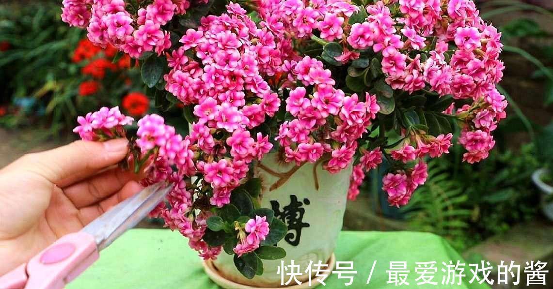 10大吉祥花,好养又高档,家里养一盆,有花有果招财又旺家