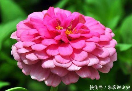  还好|此几种花卉，比绿萝还好养，花期长达半年，开花好漂亮