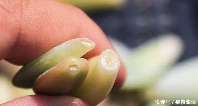 出芽率|从多肉植物上掰下来的叶片,怎样才能长成一棵多肉!