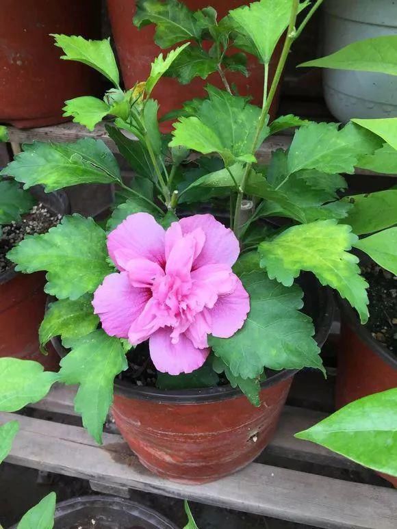 33种花，33首歌，太美了！