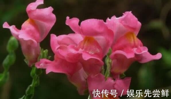 花朵|5种花养起来很简单，根本不用花钱，好养易活爆盆简单