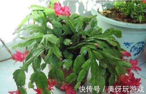 花友们|蟹爪兰不会养，只需学会这4招，花盆都装不下，花量大色艳