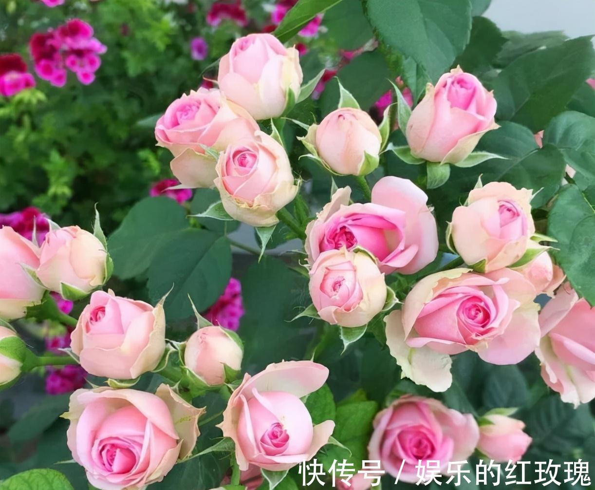 农历九月十八霜降后,养什么花?家里养3种花,高山不移碧水常流