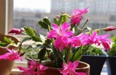 养蟹爪兰,盆里扔点“它”,根壮、叶绿,40天不管开爆盆,简单!