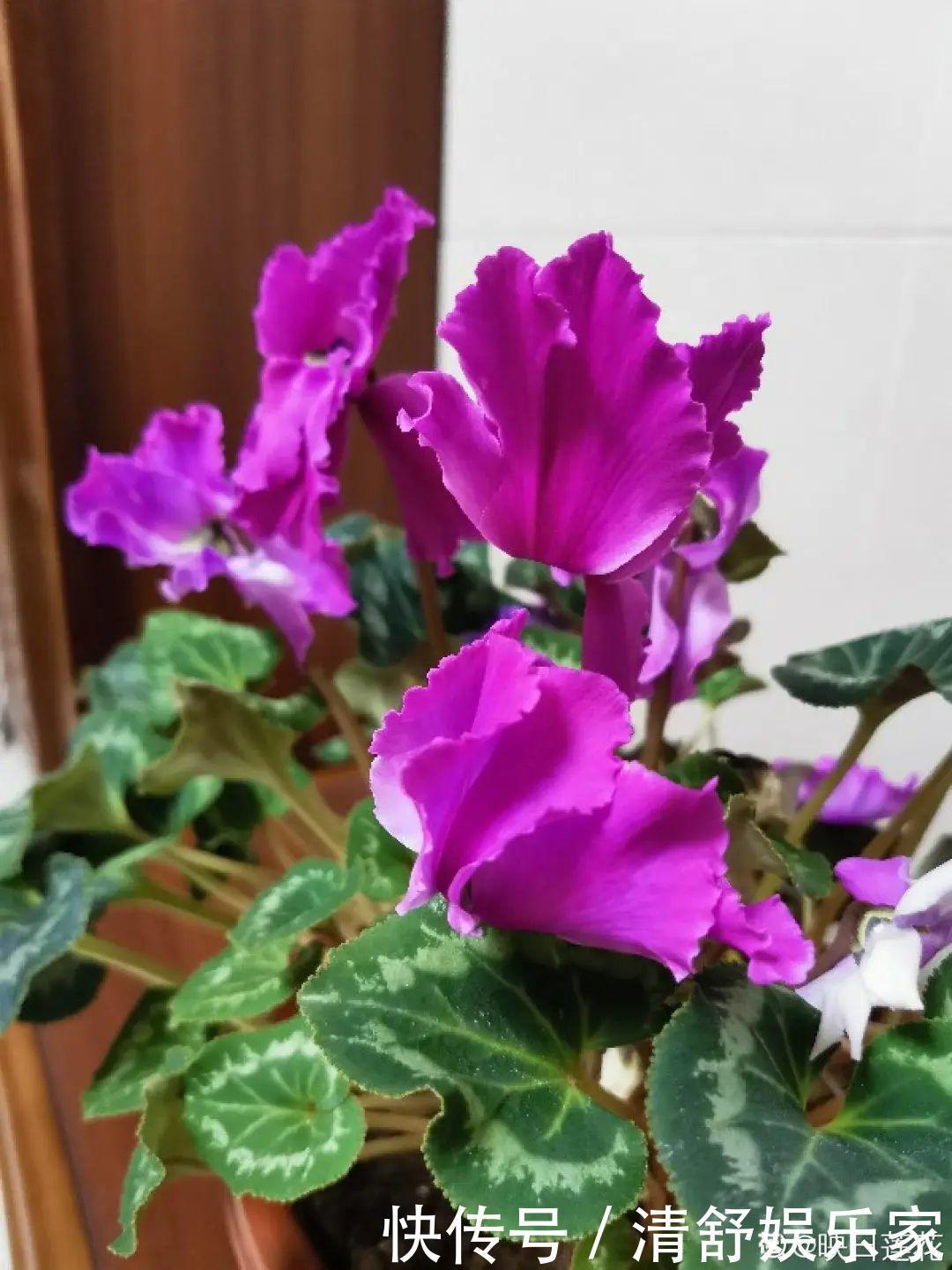 叶芽|君子兰千万别喷水，一喷水就烂叶，3天就要死翘翘！