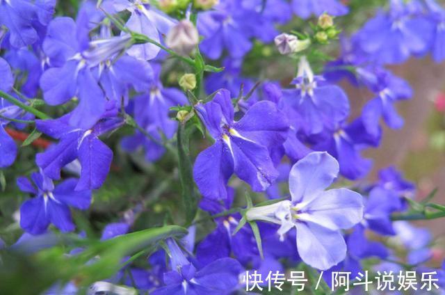 适合家养的5种花卉,花朵硕大如牡丹,花期长如月季,懒人首选