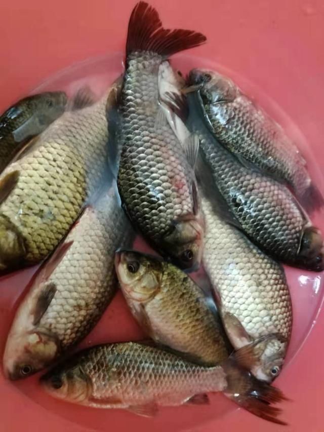 夏天|夏天大板鲫都藏在这些地方,方法用对就可以钓到