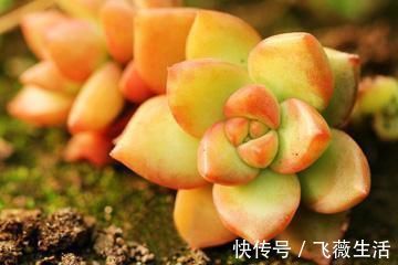 颜色|5种很常见的多肉,由于颜色金贵皮实好养,受到花友的热烈追捧