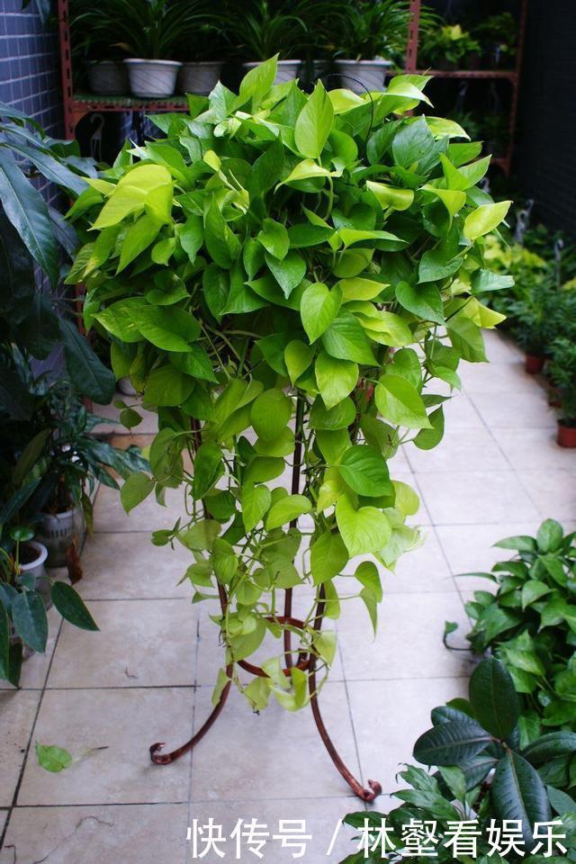 盆栽|绿萝好养生长又快,却不适合放卧室,影响睡眠质量要注意