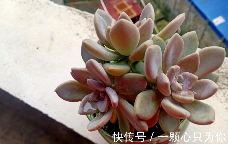 养这4种多肉,冬天“冻一冻”,上色、群生反而更容易