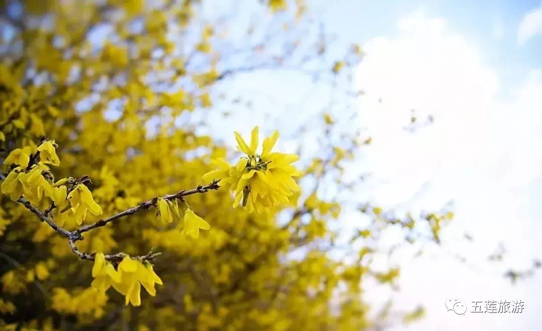 春日好时光，听花开的声音