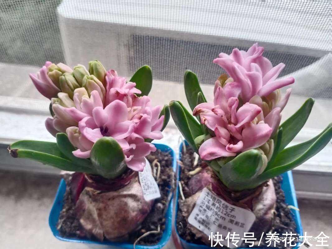 马上过年,这10种年宵花闭眼入,不会踩雷