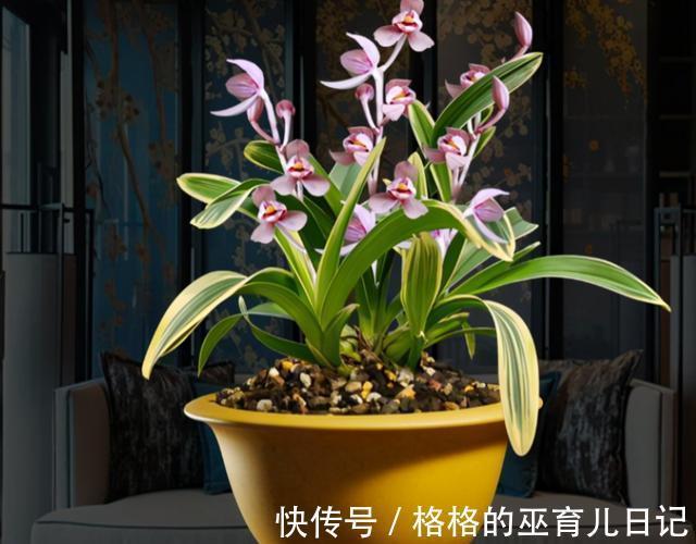 它和“吊兰”一样好养,花叶双艺,芳香怡人,勤花勤草显档次