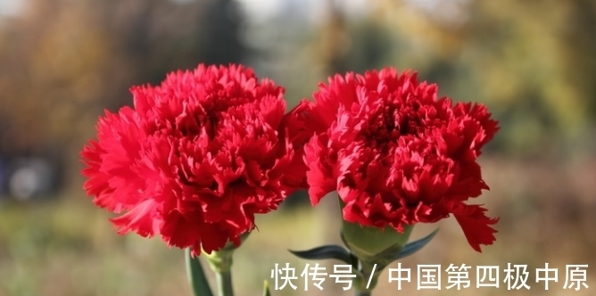 春节期间,要想身体健壮如牛,离不开几种养身花,多养幸福又美满