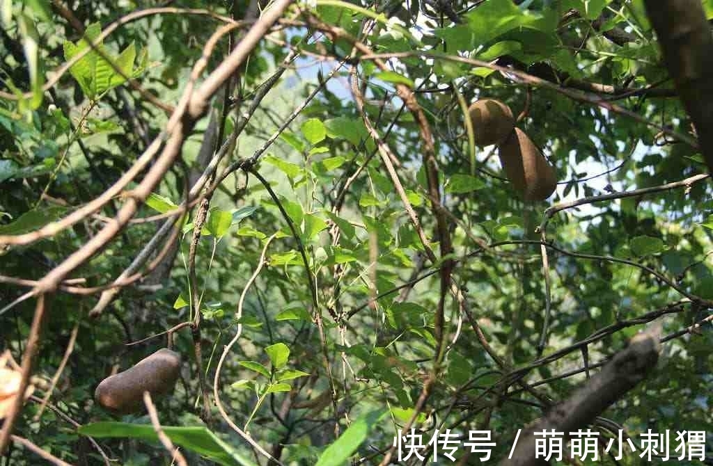 野木瓜|农村一种叫拿藤的野果,人称“九月黄”,一斤卖30元,吃过吗?