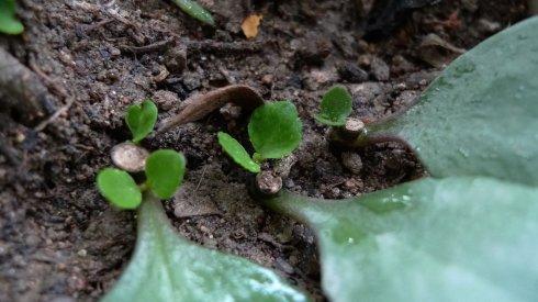 教你这样“扦插”长寿花,学会这些小技巧,一个叶片就成长成一盆