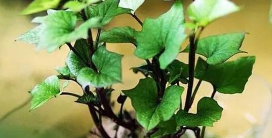 它被称为蔬菜皇后,又被称为长寿菜!阳台种菜就选它,不要错过!