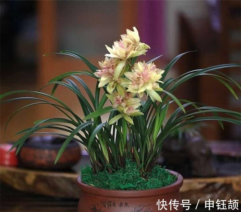 兰花浇水有学问,做不到这“六看”,别想养出生气勃勃的兰花