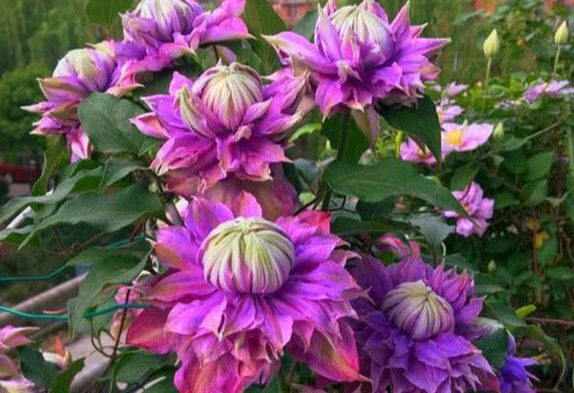 3种漂亮花，好养易活能爆盆，开花漂亮花期长，谁养谁喜欢