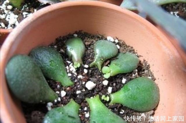 扦插花卉不用枝条,5种常见的花,摘片叶子就能插活!