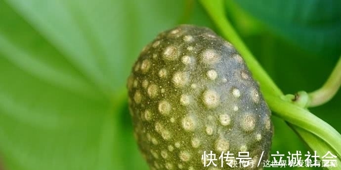 黄独|此物农村玉米地里随处可见,有网友出价3千元,看啥情况?