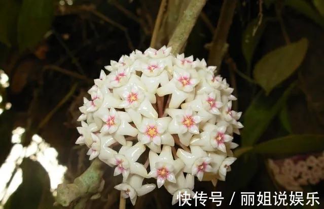 别再乱花冤枉钱,家里养棵球兰,花球一个接一个,鲜艳又灿烂