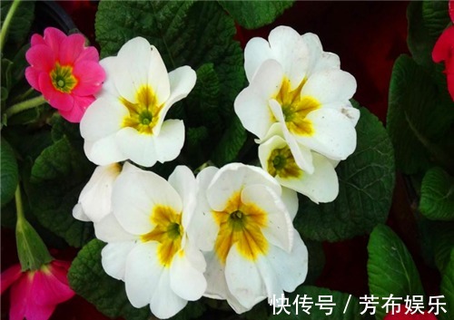 盆栽报春花如何养教你3个养护报春花的小妙招,花开旺盛又美观