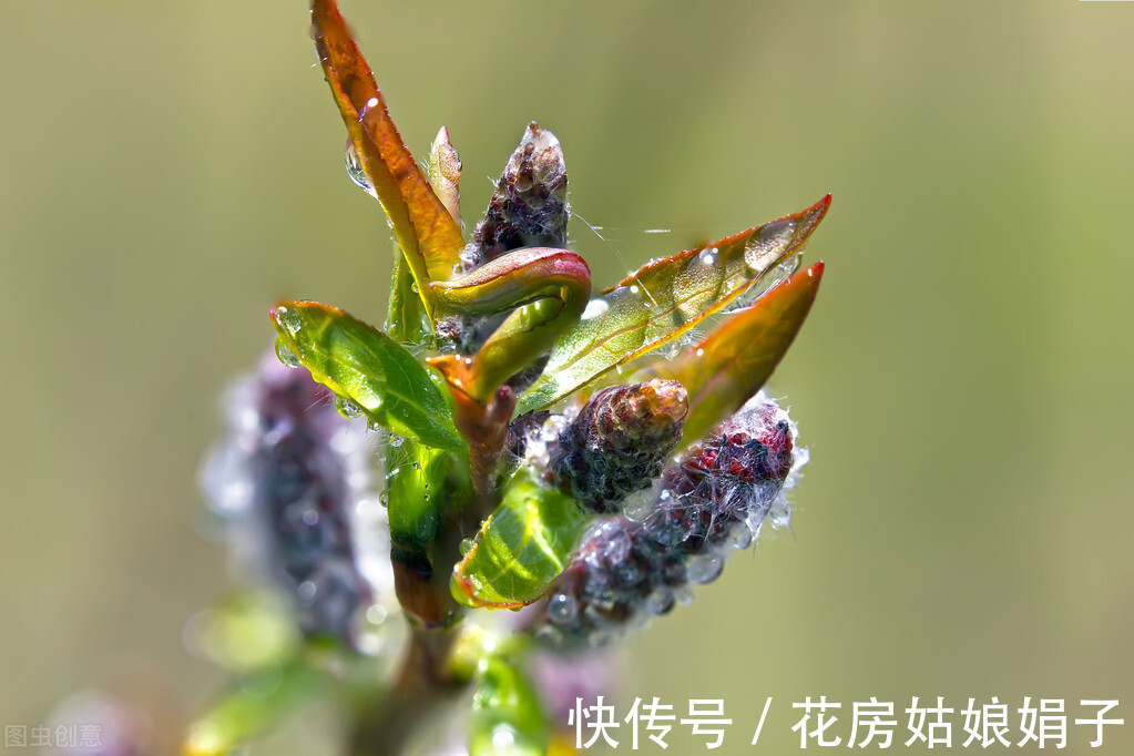 花友们|养花要舍得,3种花要“割韭菜”,割1茬10天冒新芽,越长越旺