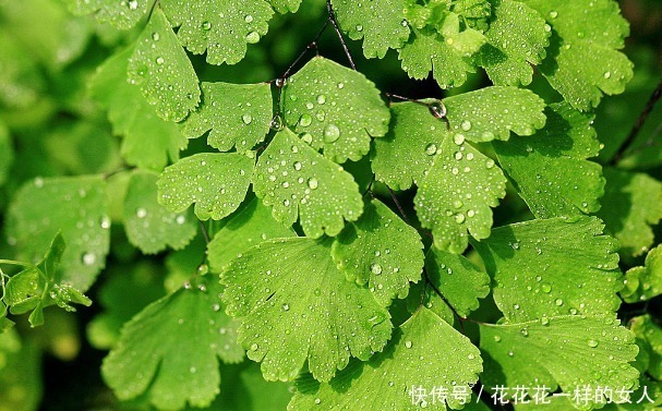 长寿花|这三种花号称“见光死”,进入夏季养护要小心,稍不注意就死了