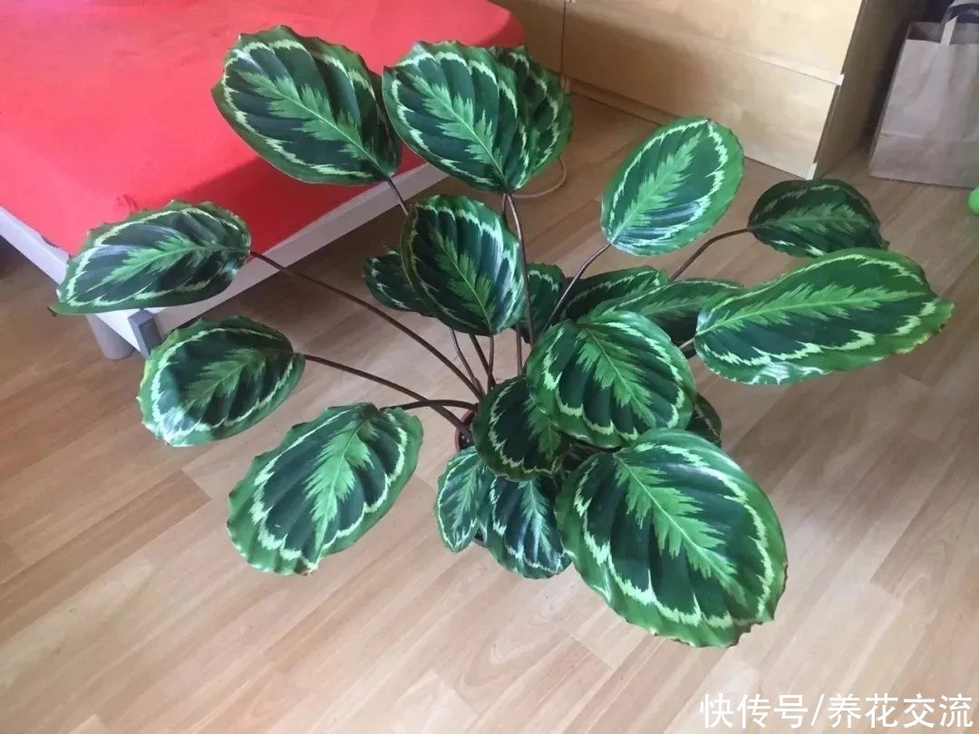 冬季买花“坑”很多，做好这几点，少吃亏，少上当