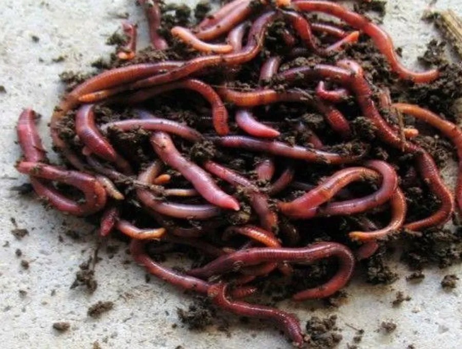 自从有了这套用饵秘诀,不管冬天有多冷,大板鲫也照样狂拉不断