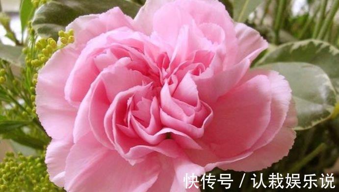 玫瑰花|超好养的“4种花”,越不浇水越爆盆,越养越上瘾,你养了吗?