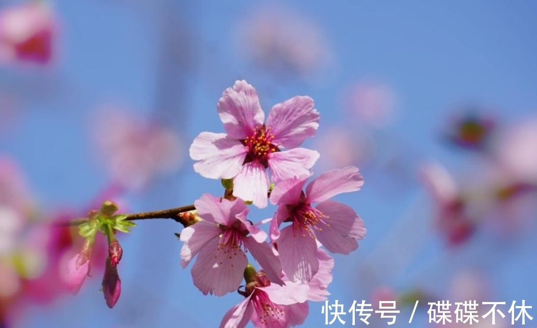 桃花运|10月，喜鹊啼鸣，桃花运飞涨，3生肖邂逅旧情人，于是回心转意