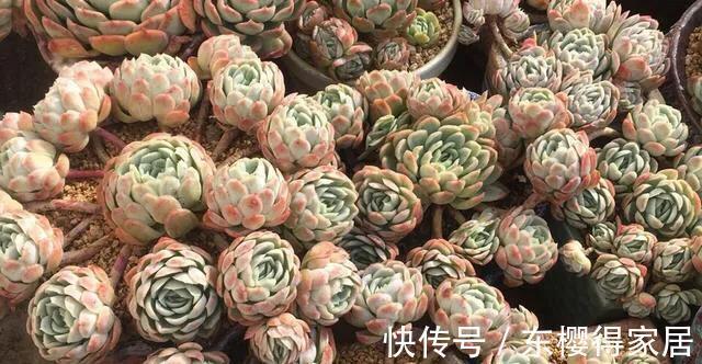 色彩斑斓|多肉冰梅这么养,能爆盆易变美,色彩斑斓惹人醉,还有迷人的香味