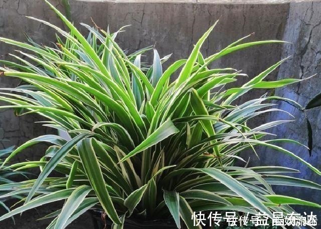 廿四|初秋给吊兰“整整型”,做好两件事,变成飘逸“小老桩”!