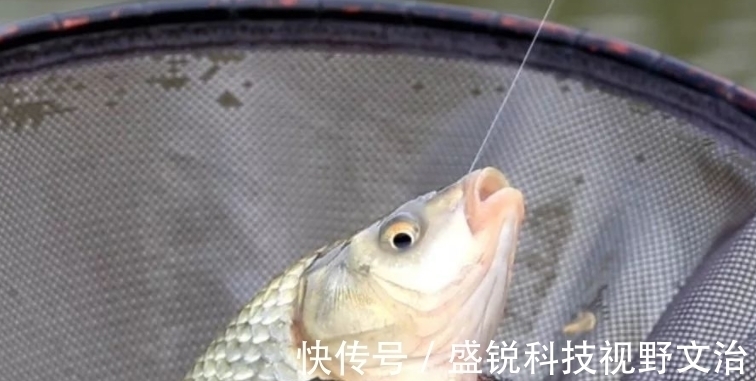 鱼口|为什么你钓的鱼比别人少？就是调漂不对，稍加改变效果就不同
